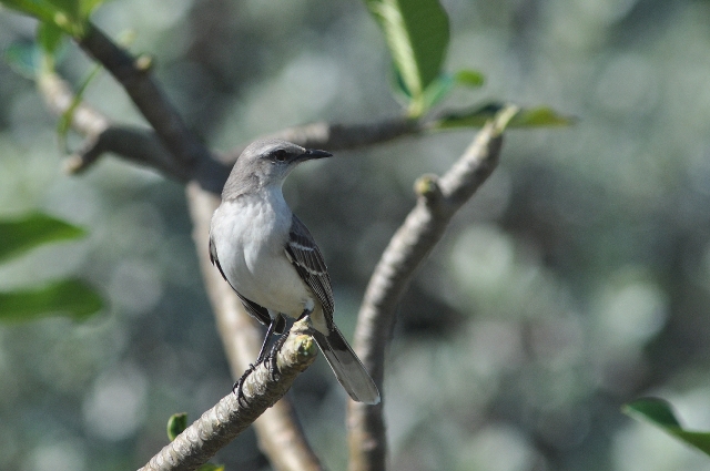 grenada, caribbean, west indie-036.jpg - TROPICAL MOCKINGBIRD - GRENADA, CARIBBEAN - 2011